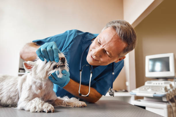 Best Weekend Emergency Dentist in Woodridge, IL